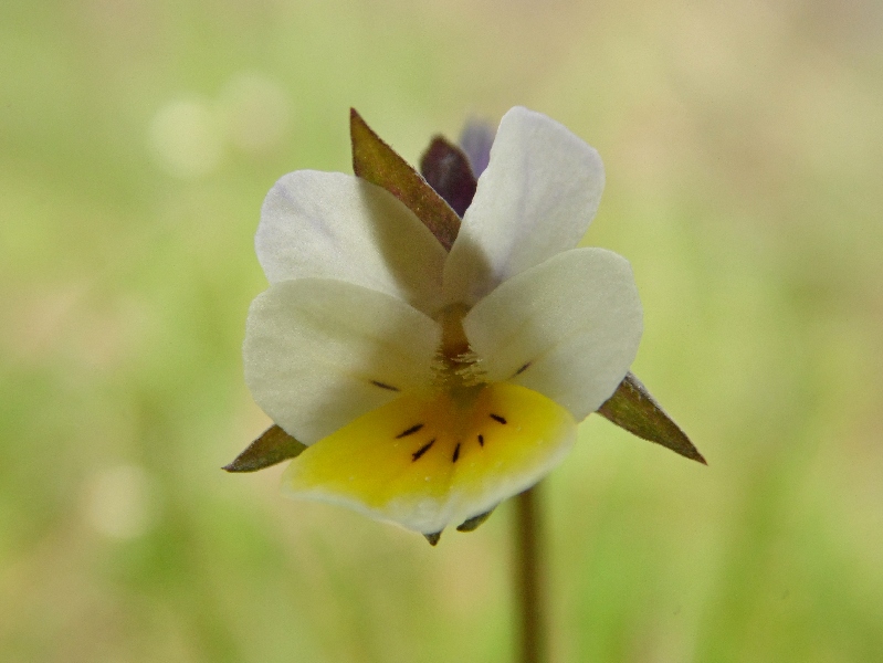 Fiore 8 da determinare - Viola cfr. arvensis